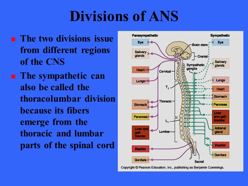 Divisions of ANS The two divisions issue from different regions of the CNS The
